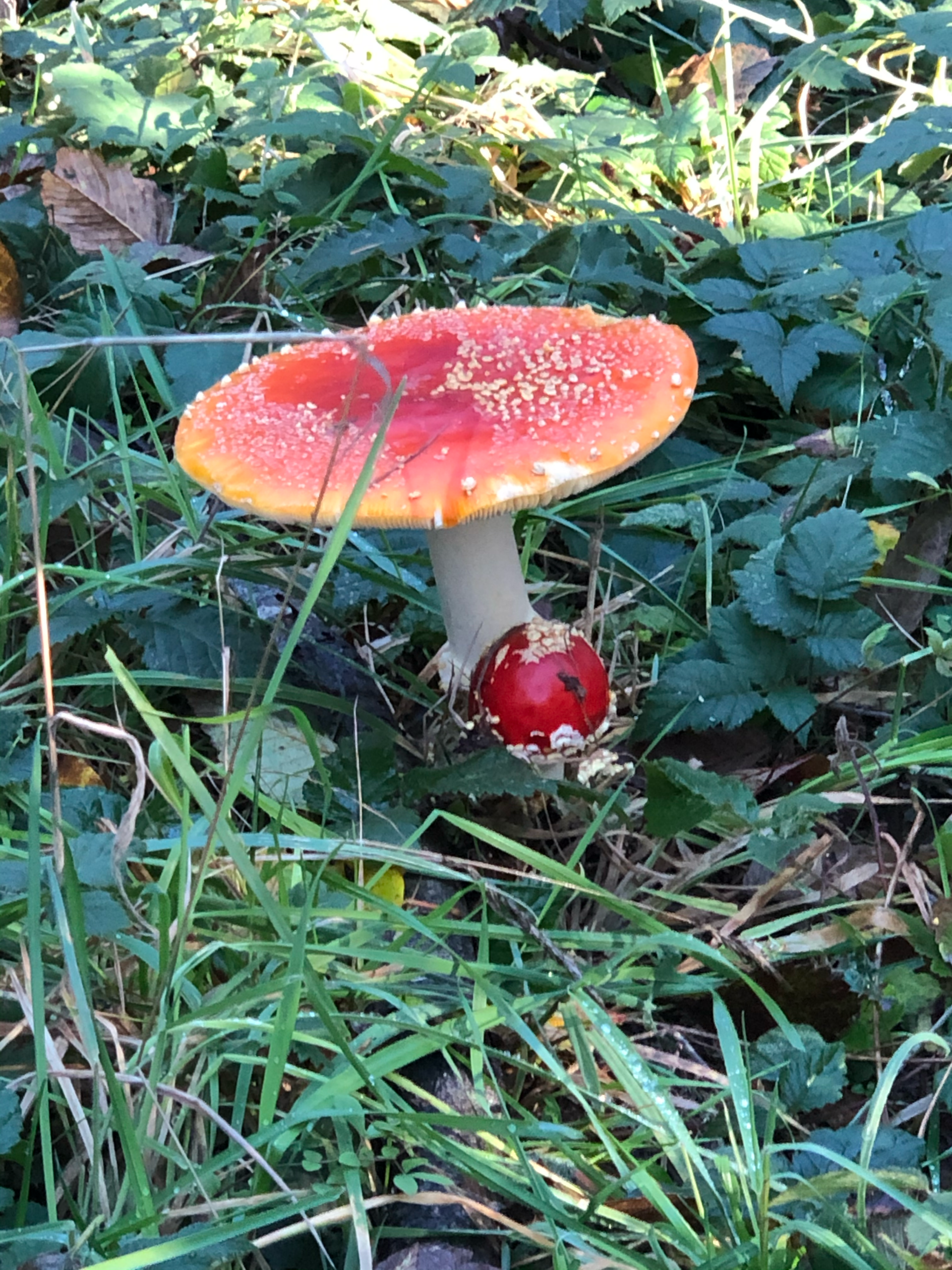 Amanita Mushroom